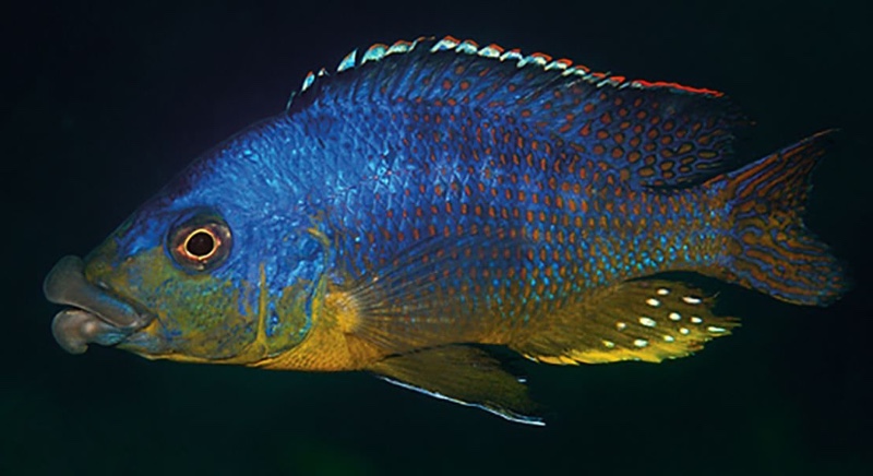 Protomelas sp. 'mbenji thick-lip' Mbenji Island